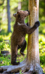 Bear cub stood on his hind legs and licks a tree. Cub of brown bear. Natural habitat. In Summer forest. Sceintific name: Ursus arctos.