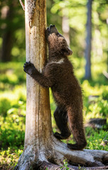 Brown bear cub climbs a tree. Natural habitat. In Summer forest. Sceintific name: Ursus arctos.