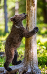 Bear cub stood on his hind legs and licks a tree. Cub of brown bear. Natural habitat. In Summer forest. Sceintific name: Ursus arctos.