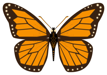 robotic butterfly | illustration