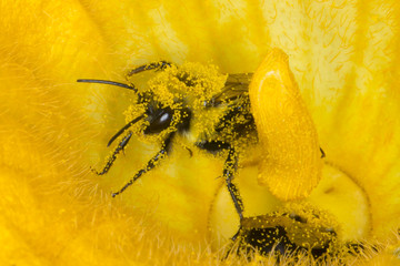 Bee covered in yellow flower pollen macro