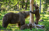She-Bear and Cubs. Brown bear. Scientific name: Ursus Arctos Arctos. In the summer forest. Natural habitat.
