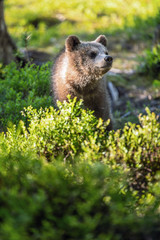 Brown bear cub in the summer forest.  Scientific name: Ursus arctos. Natural Green Background. Natural habitat.