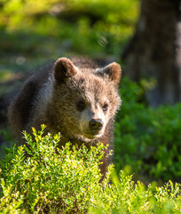 Fototapeta premium Brown bear cub in the summer forest. Scientific name: Ursus arctos. Natural Green Background. Natural habitat.