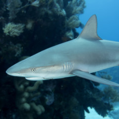 Underwaterreef shark with fishhook in mouth, Key Largo Florida