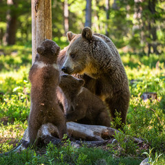 Obraz premium She-Bear and Cubs. Brown bear. Scientific name: Ursus Arctos Arctos. In the summer forest. Natural habitat.