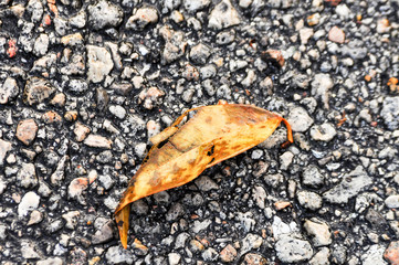 Leaf on Gravel