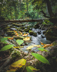 Flowing mountain stream during fall 