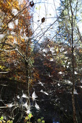 Cob webs on forest trees in autumn sun