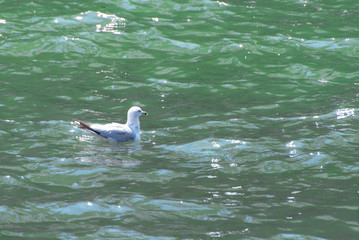 Gull in the water