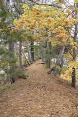 Covered path through autumn trees