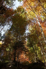 Fototapeta premium Colourful foliage in autumn forest