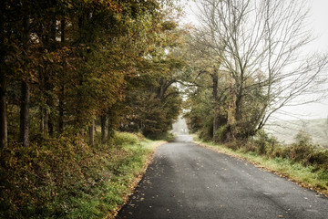 Fototapeta premium Foggy country road