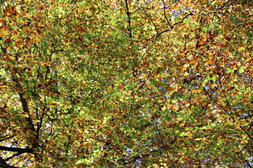 Dense colourful foliage in autumn forest (background)