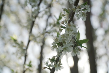 Budding Branch