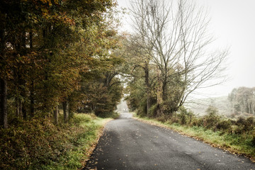 Foggy country road