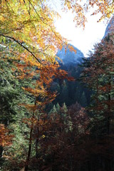 Colourful foliage in autumn forest with mountains in background