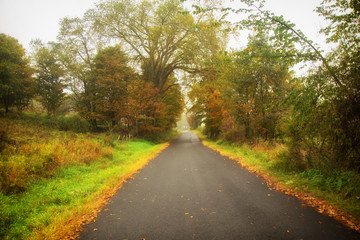 Foggy country road