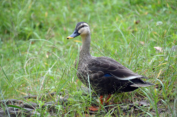 池から上がって草むらに佇む１羽のカルガモ