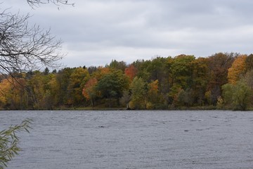 Autumn trees around the lake