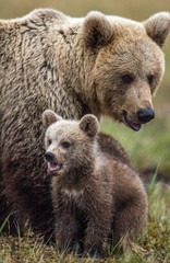 She-bear and bear-cub. Cub and Adult female of Brown Bear  in the forest at summer time. Scientific name: Ursus arctos. © Uryadnikov Sergey
