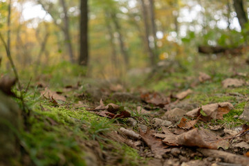 Close Up Forest Ground