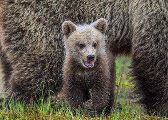 Fototapeta premium She-bear and bear-cub. Cub and Adult female of Brown Bear in the forest at summer time. Scientific name: Ursus arctos.