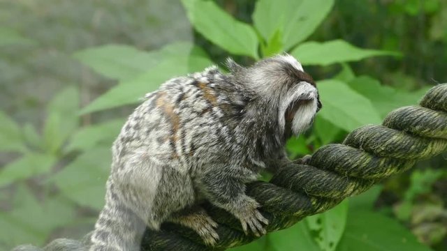 Marmoset Monkey on the Rope View Through the Window in the Europe Animal Zoo