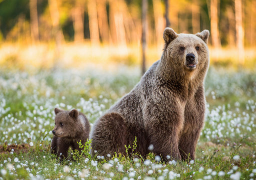 She-bear and bear-cub at sunset. Cub and Adult female of Brown Bear  in the forest at summer time. Scientific name: Ursus arctos. White flowers on the bog in the summer forest.