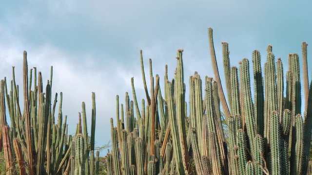 Tall cactus swaying with storm clouds gathering in Curacao, Caribbean