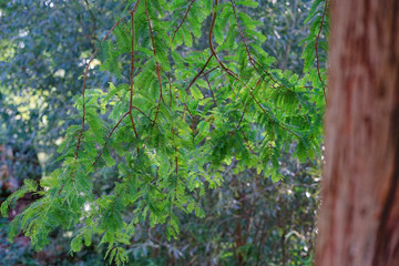 Green prickly branches of a fur-tree or pine.