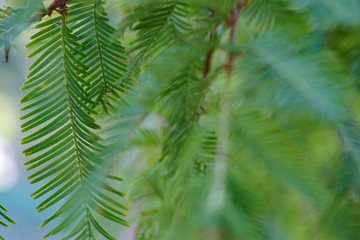 Green prickly branches of a fur-tree or pine.