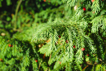 Evergreen tree close up. Yew tree. Green natural pattern. Taxus baccata.