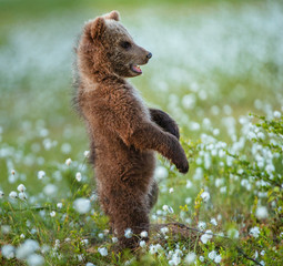 Brown bear cub stands on its hind legs.  Scientific name: Ursus arctos. White flowers on the bog in the summer forest.