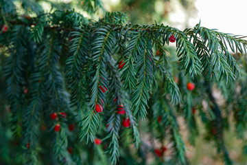 Evergreen tree close up. Yew tree. Green natural pattern. Taxus baccata.
