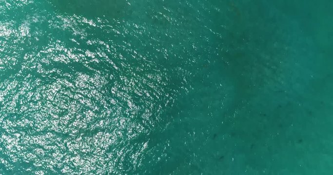 Aerial Footage of Sharks Near Shoreline in Juno Beach, Florida