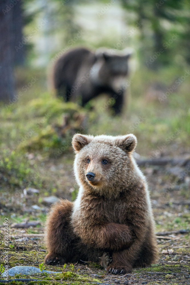 Wall mural Brown bear cub in the summer forest.  Scientific name: Ursus arctos.