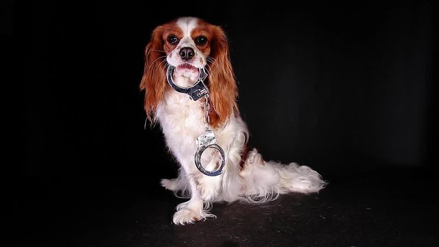 Crime abuse police terror concept handcuffs dog