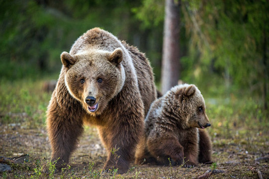 She-bear and bear-cub. Cub and Adult female of Brown Bear  in the forest at summer time. Scientific name: Ursus arctos.