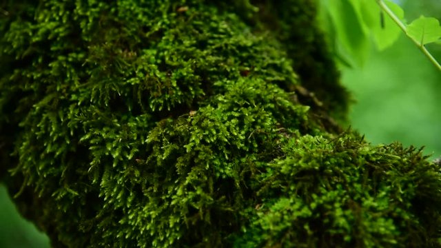 Close-up of thick green moss in the forest on a thick tree trunk. Saturated green. Low key