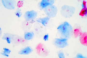 Fototapeta na wymiar Squamous epithelial cells under microscope view for education histology.