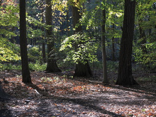 Line of Trees in Fall - Edge of a green woodland with fallen autumn colored leaves and foreground copy space.