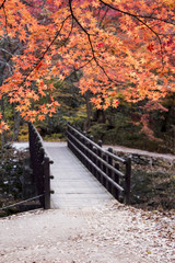 Fototapeta premium Red maple leaves in autumn season with blue sky blurred background, taken from Korea.