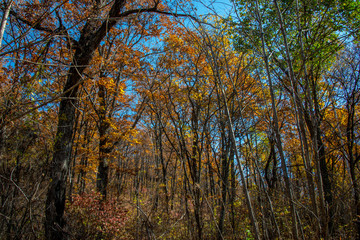 Fototapeta premium the mountain autumn landscape with colorful forest