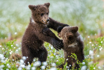 Brown bear cubs playing in the forest. Bear Cubs stands on its hind legs. Scientific name: Ursus...