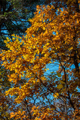 the mountain autumn landscape with colorful forest