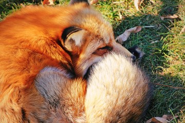 A Fluffy Red Fox Sleeping