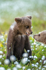 Fototapeta premium Bear Cub stands on its hind legs. Brown bear ( Scientific name: Ursus arctos) cubs playing on the swamp in the forest. White flowers on the bog in the summer forest.