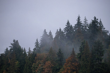 fog and trees landscape