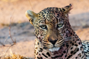 Fototapeta na wymiar Torchwood Male Leopard - Sabi Sands, South Africa